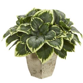 Variegated Hosta Plant in Country White Planter