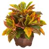 Garden Croton Plant in Decorative Planter (Real Touch)