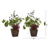 Succulent Clover Coffee Plant in Planter (Set of 2)