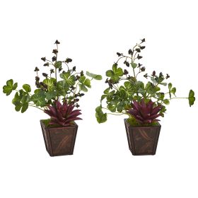 Succulent Clover Coffee Plant in Planter (Set of 2)