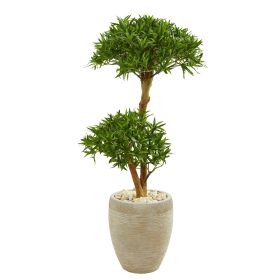 Bonsai Styled Podocarpus Tree in Sand Colo Red Planter