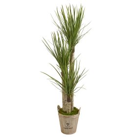 Yucca Artificial Tree in Farmhouse Planterr