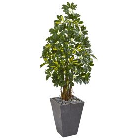 Schefflera Artificial Tree in Slate Planter