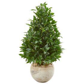 Bay Leaf Cone Tree in Planter UV (Indoor/Outdoor)