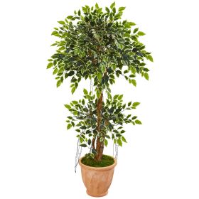Variegated Ficus Artificial Tree in Terra Cotta Planter