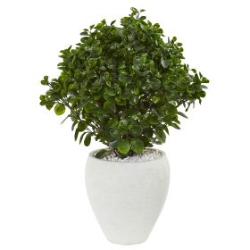 Peperomia Plant in White Planter UV Resist (Indr/Outdr)