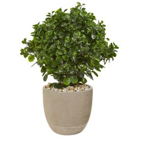 Peperomia Plant in Planter UV Resistant (Indoor/Outdoor)