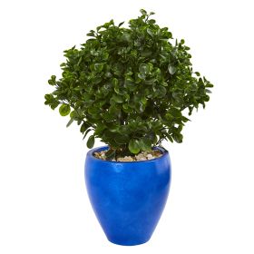 Peperomia Plant in Blue Planter UV Rest (Indoor/Outdoor)