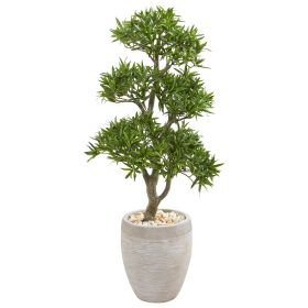 Bonsai Styled Podocarpus Tree in Sandstone Planter