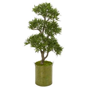 Bonsai Styled Podocarpus Tree in Metal Planter