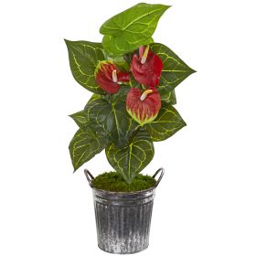 Anthurium Plant in Vintage Bucket (Real Touch)