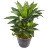 Double Agave Succulent Artificial Plant in Metal Planter