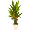 Bird of Paradise Plant in Country White Planter