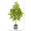 Lemon Tree in Stoneware Vase with Gold Trimming
