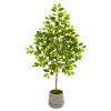 Lemon Tree in Stoneware Vase with Gold Trimming