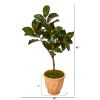 Magnolia Leaf Artificial Tree in Terra cotta Planter