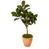 Magnolia Leaf Artificial Tree in Terra cotta Planter