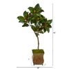 Magnolia Leaf Tree in Decorative Metal Planter