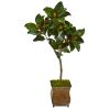 Magnolia Leaf Tree in Decorative Metal Planter