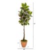 Variegated Rubber Tree in Terra Cotta Planter (Real Tch)