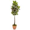Variegated Rubber Tree in Terra Cotta Planter (Real Tch)