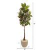 Variegated Rubber Tree in Sandstone Planter (Real Touch)