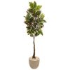 Variegated Rubber Tree in Sandstone Planter (Real Touch)