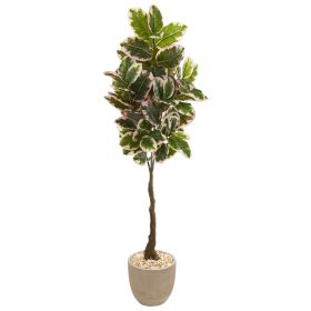 Variegated Rubber Tree in Sandstone Planter (Real Touch)