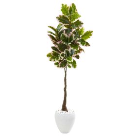 Variegated Rubber Tree in White Planter (Real Touch)