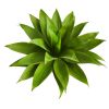 Agave Succulent Artificial Plant in White Planter