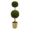 Preserved Boxwood Double Ball Topiary Tree in Planter