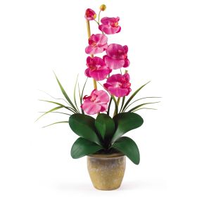 Single Stem Phalaenopsis (Color: Dark Pink)