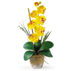 Single Stem Phalaenopsis (Color: Gold Yellow)