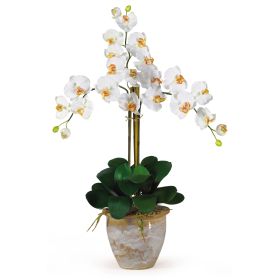 Triple Stem Phalaenopsis (Color: Cream)