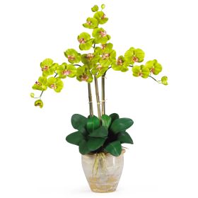 Triple Stem Phalaenopsis (Color: Green)