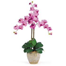 Triple Stem Phalaenopsis (Color: Mauve)