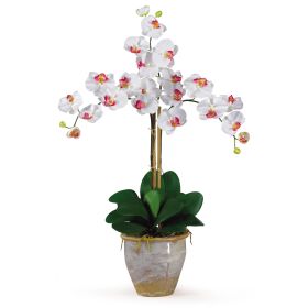 Triple Stem Phalaenopsis (Color: White)