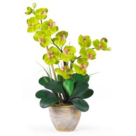 Double Stem Phalaenopsis (Color: Green)