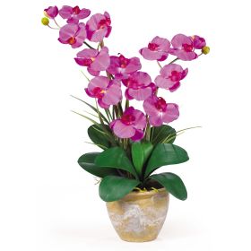 Double Stem Phalaenopsis (Color: Orchid)