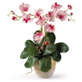Triple Mini Phalaenopsis (Color: Pink White)
