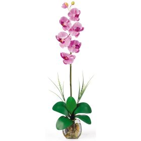 Single Phalaenopsis Liquid Illusion (Color: Mauve)