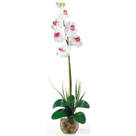 Single Phalaenopsis Liquid Illusion (Color: White)
