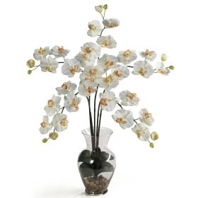 Five Stem Phalaenopsis Liquid Illusion (Color: Cream)