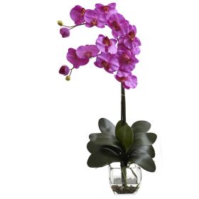 Double Phal Orchid w/Vase Arrangement (Color: Orchid)