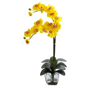 Double Phal Orchid w/Vase Arrangement (Color: Yellow)
