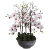 Giant Phalaenopsis Orchid Arrangement in Cement bowl