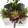Seasonal Orchid & Succulent Garden w/White Wash Planter