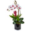 Orchid and Bromeliad in Glossy Black Cylinder