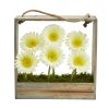 Gerber Daisy Garden in Hanging Frame
