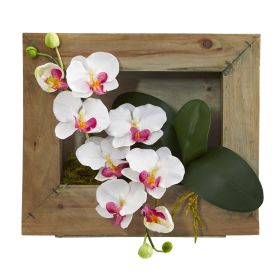 Phalaenopsis Orchid in Wooden Picture Frame (size: 10")